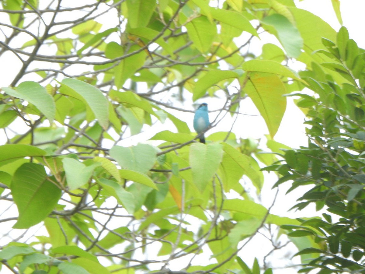 Black-faced Dacnis - ML638032955