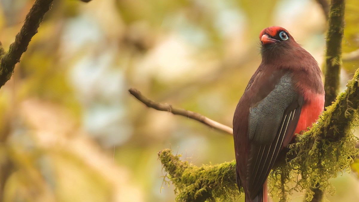 Ward's Trogon - ML638033001