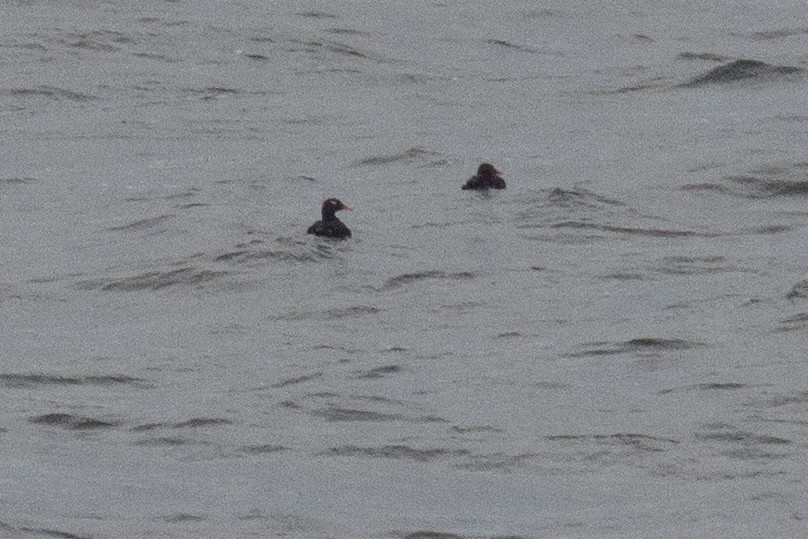 Velvet Scoter - ML638033077