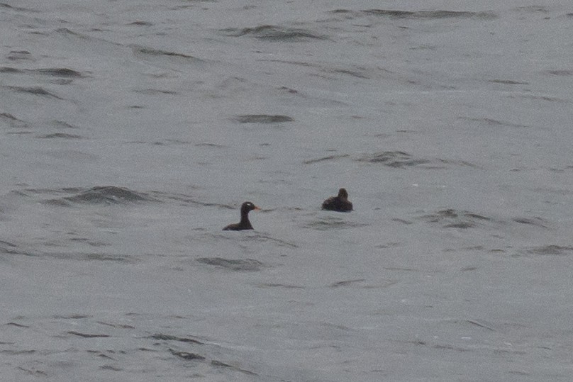 Velvet Scoter - ML638033078
