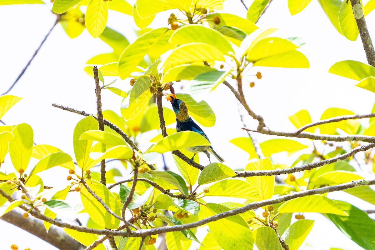 Golden-hooded Tanager - ML638033136