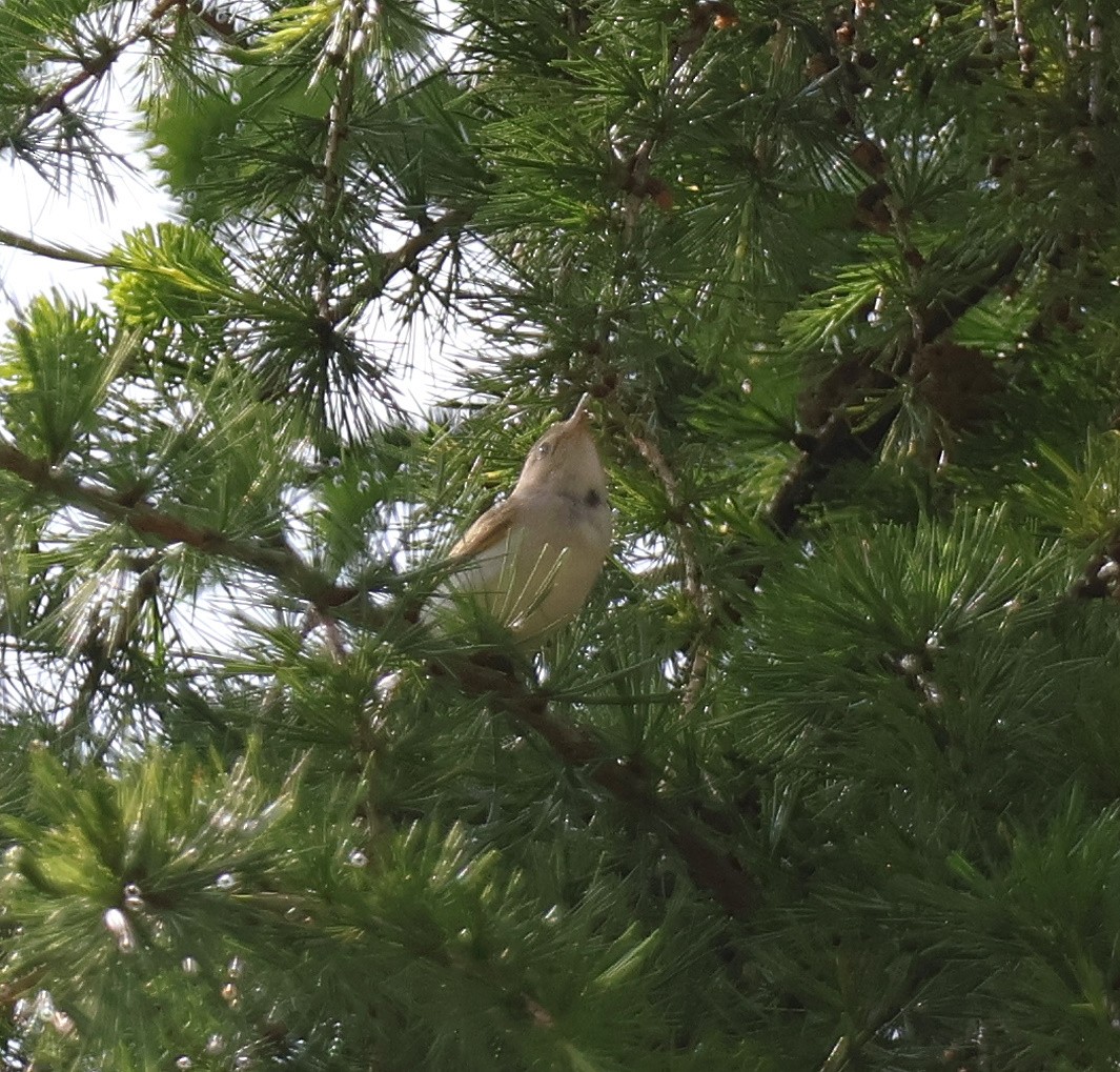 Western Bonelli's Warbler - ML638033147