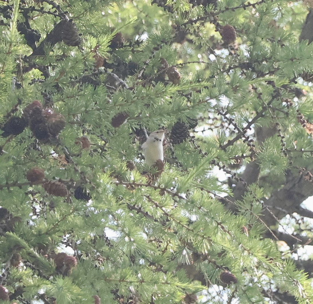 Western Bonelli's Warbler - ML638033166