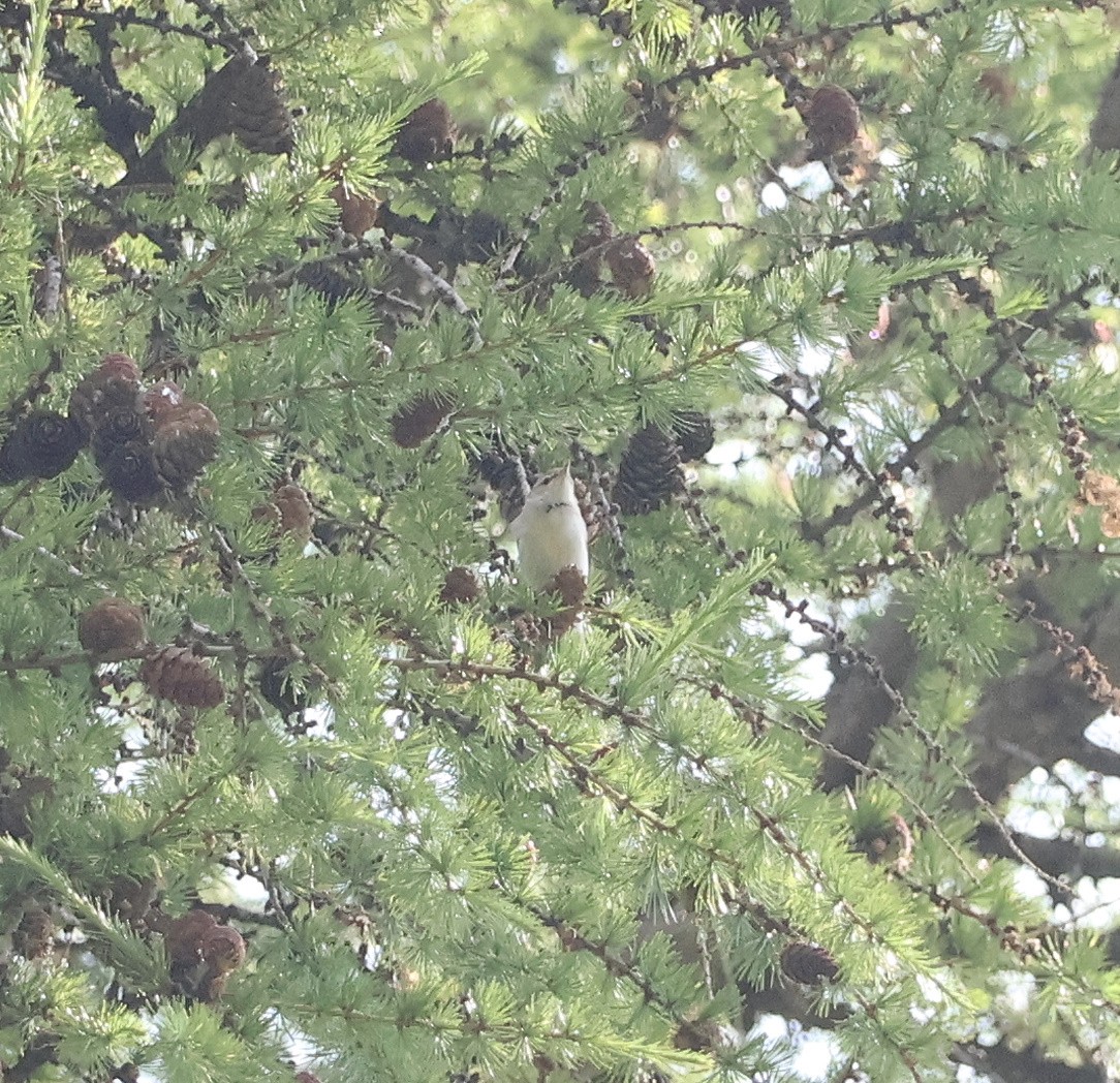 Western Bonelli's Warbler - ML638033183
