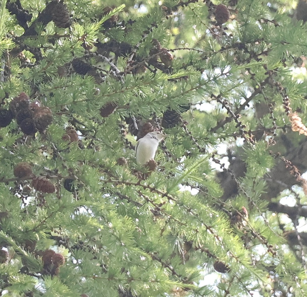 Western Bonelli's Warbler - ML638033186