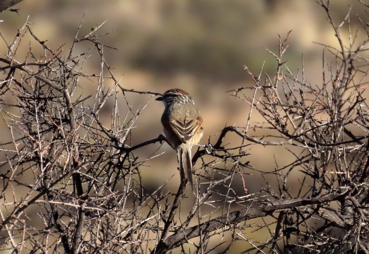 Plain-mantled Tit-Spinetail - ML638033193