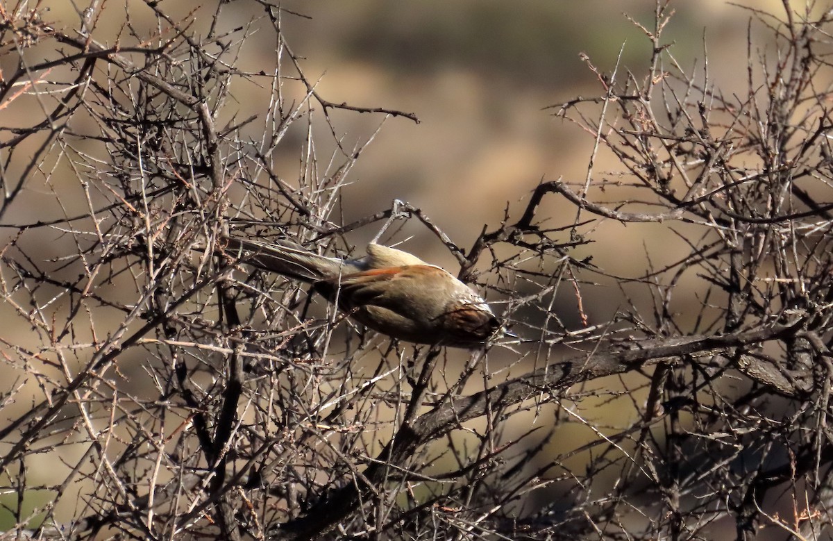 Plain-mantled Tit-Spinetail - ML638033194