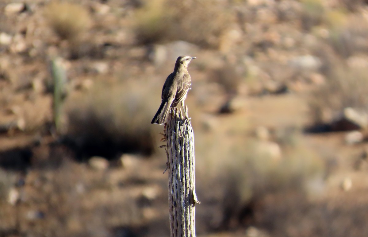 Chilean Mockingbird - ML638033214