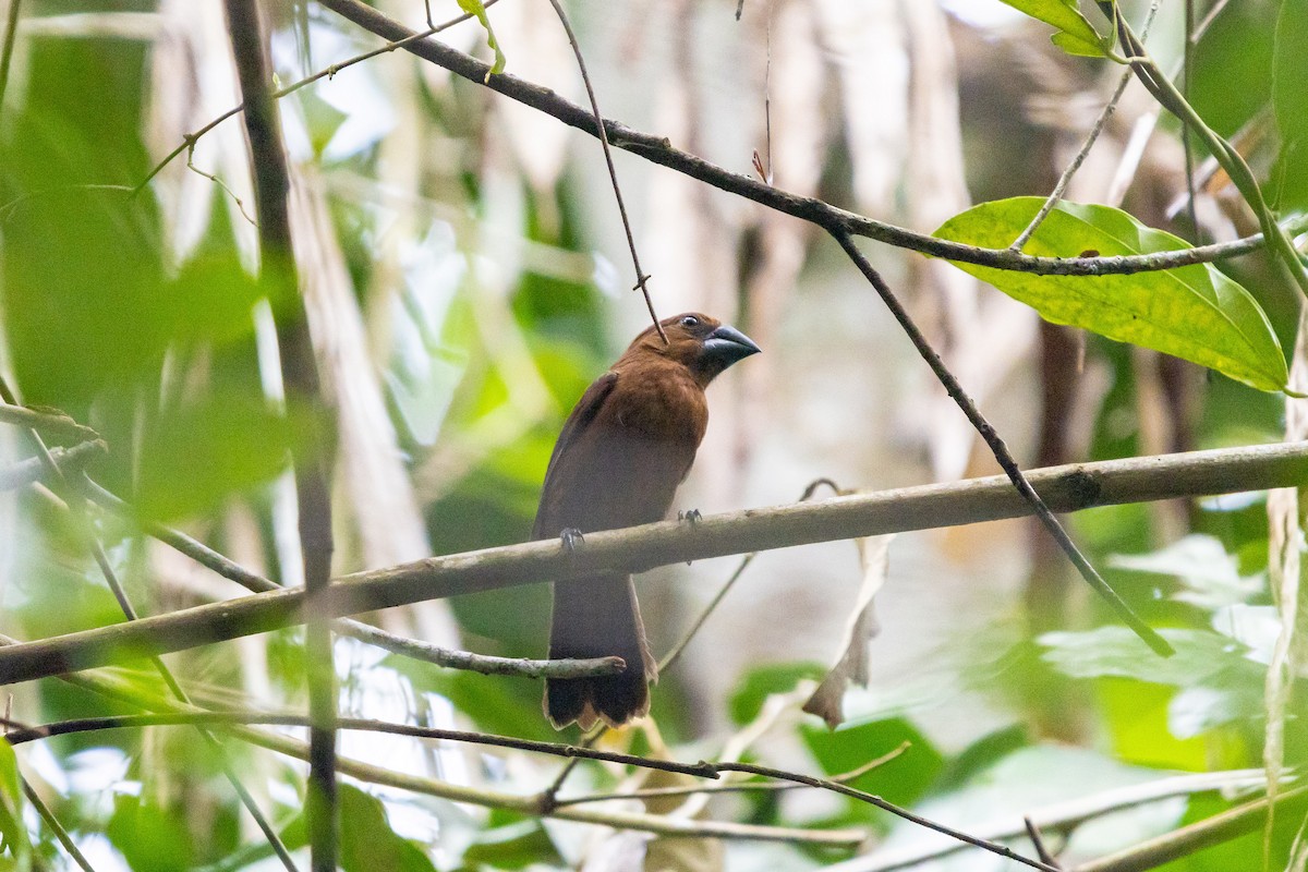 Blue-black Grosbeak - ML638033241