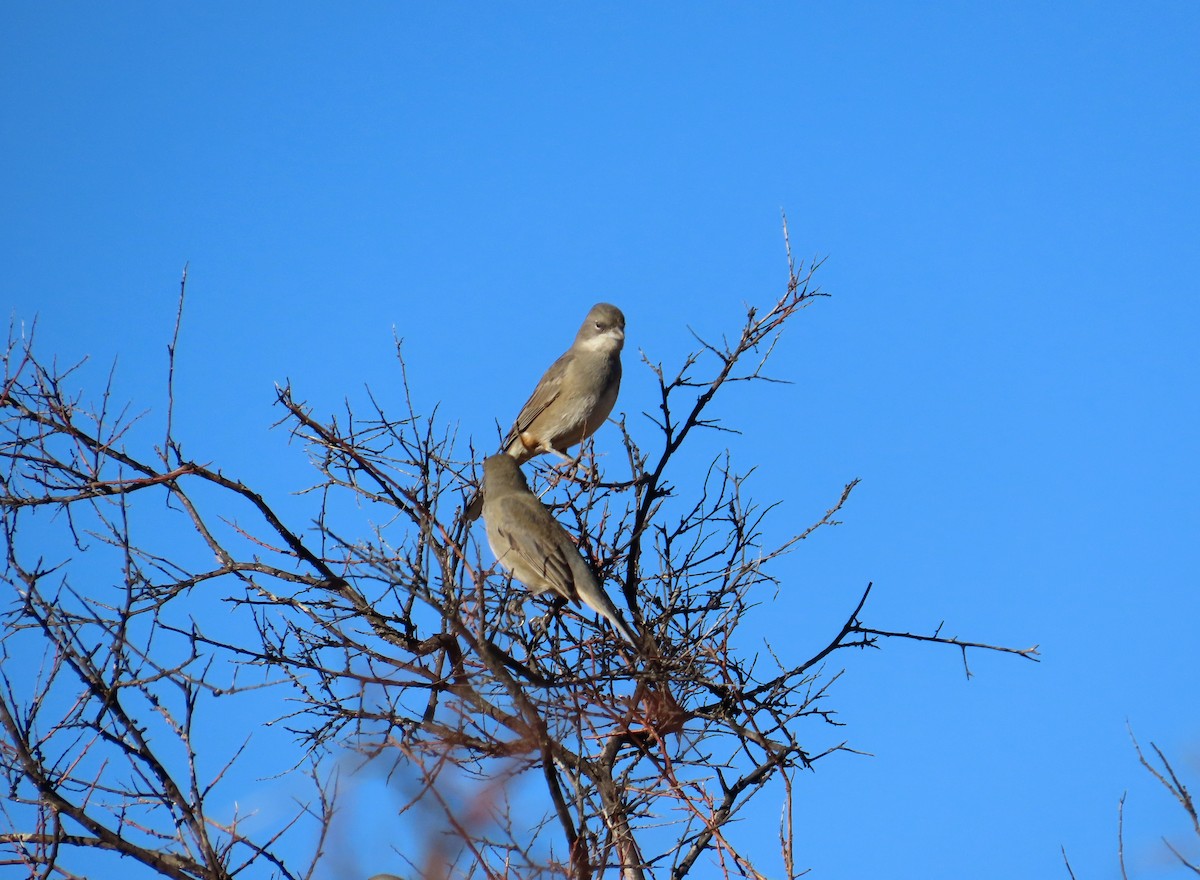 Diuca Finch - ML638033247
