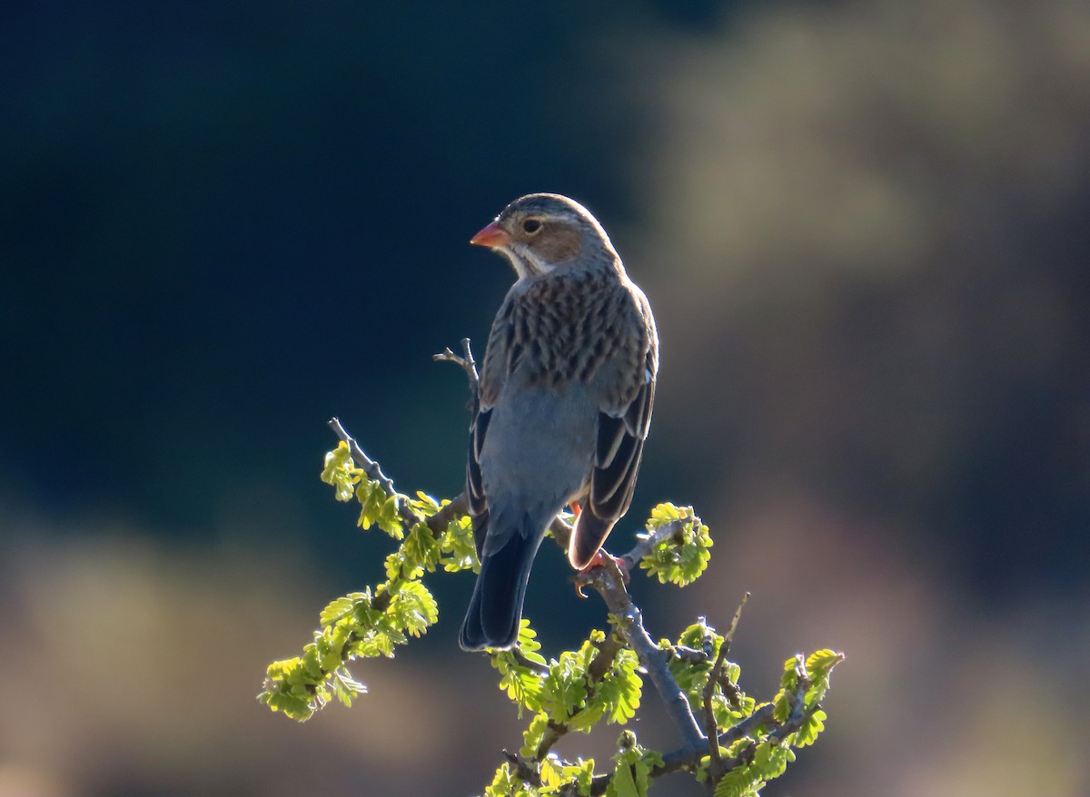 Mourning Sierra Finch - ML638033254