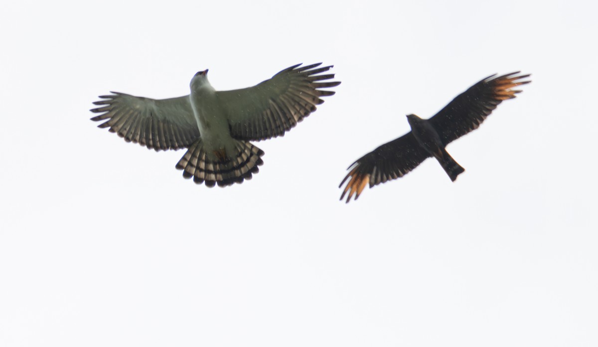 Black-and-white Hawk-Eagle - ML638033256