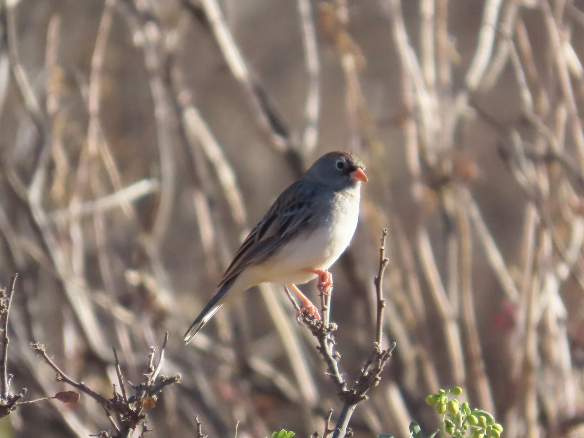 Band-tailed Sierra Finch - ML638033257