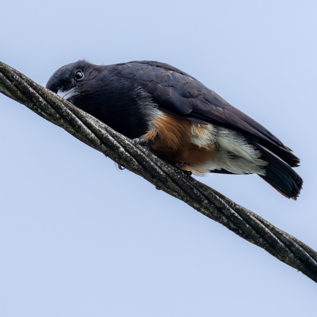 Swallow-winged Puffbird - ML638033340