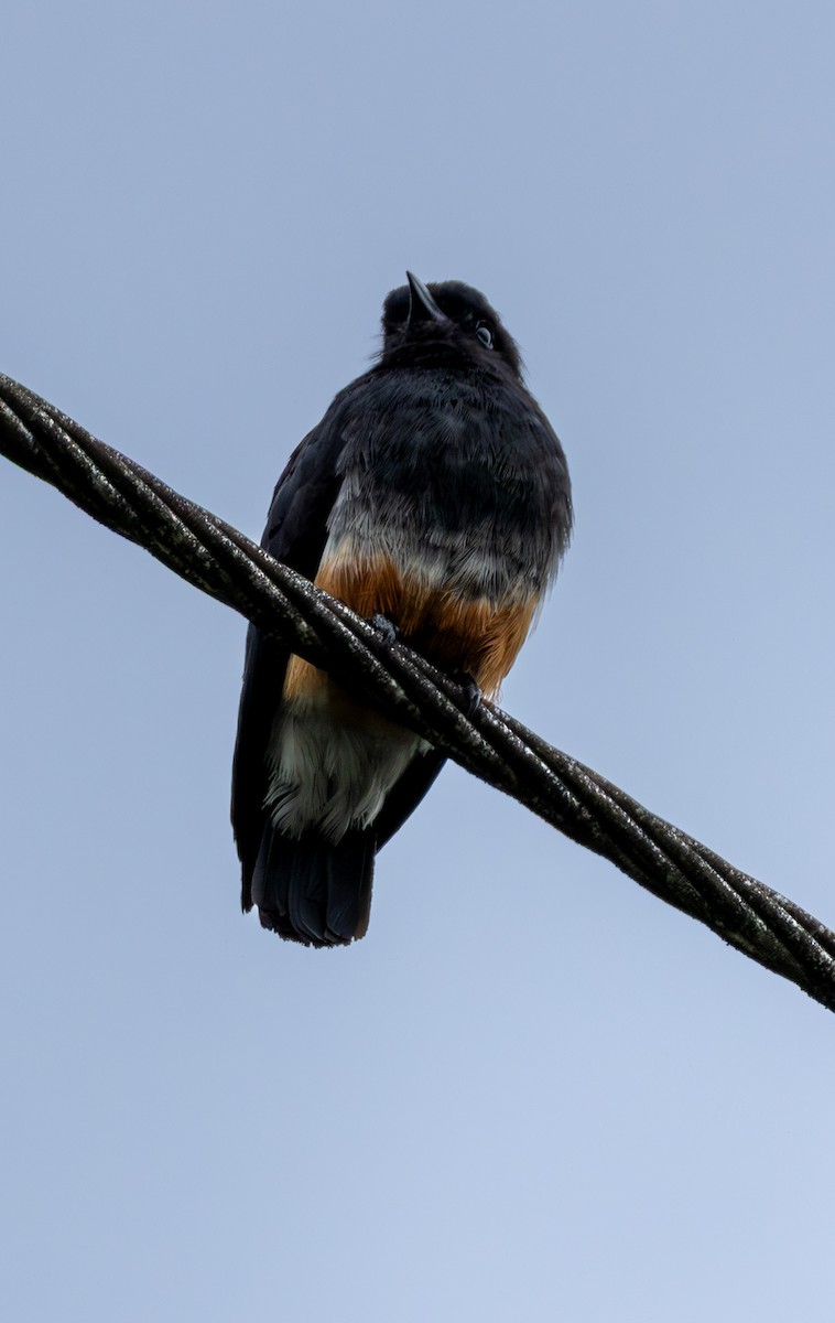 Swallow-winged Puffbird - ML638033341