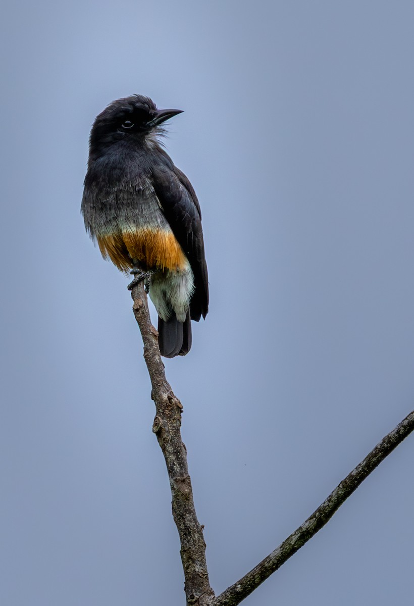 Swallow-winged Puffbird - ML638033345