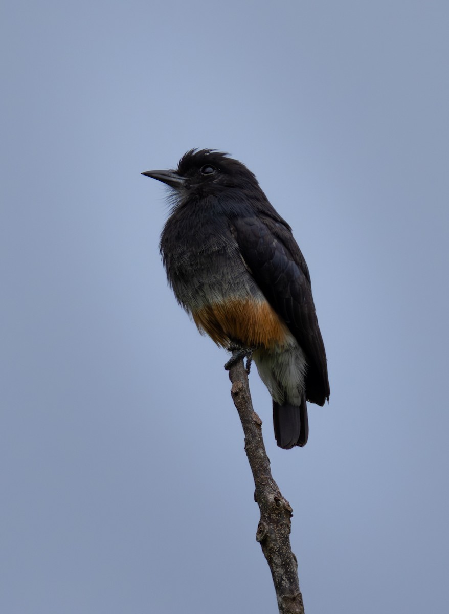 Swallow-winged Puffbird - ML638033353