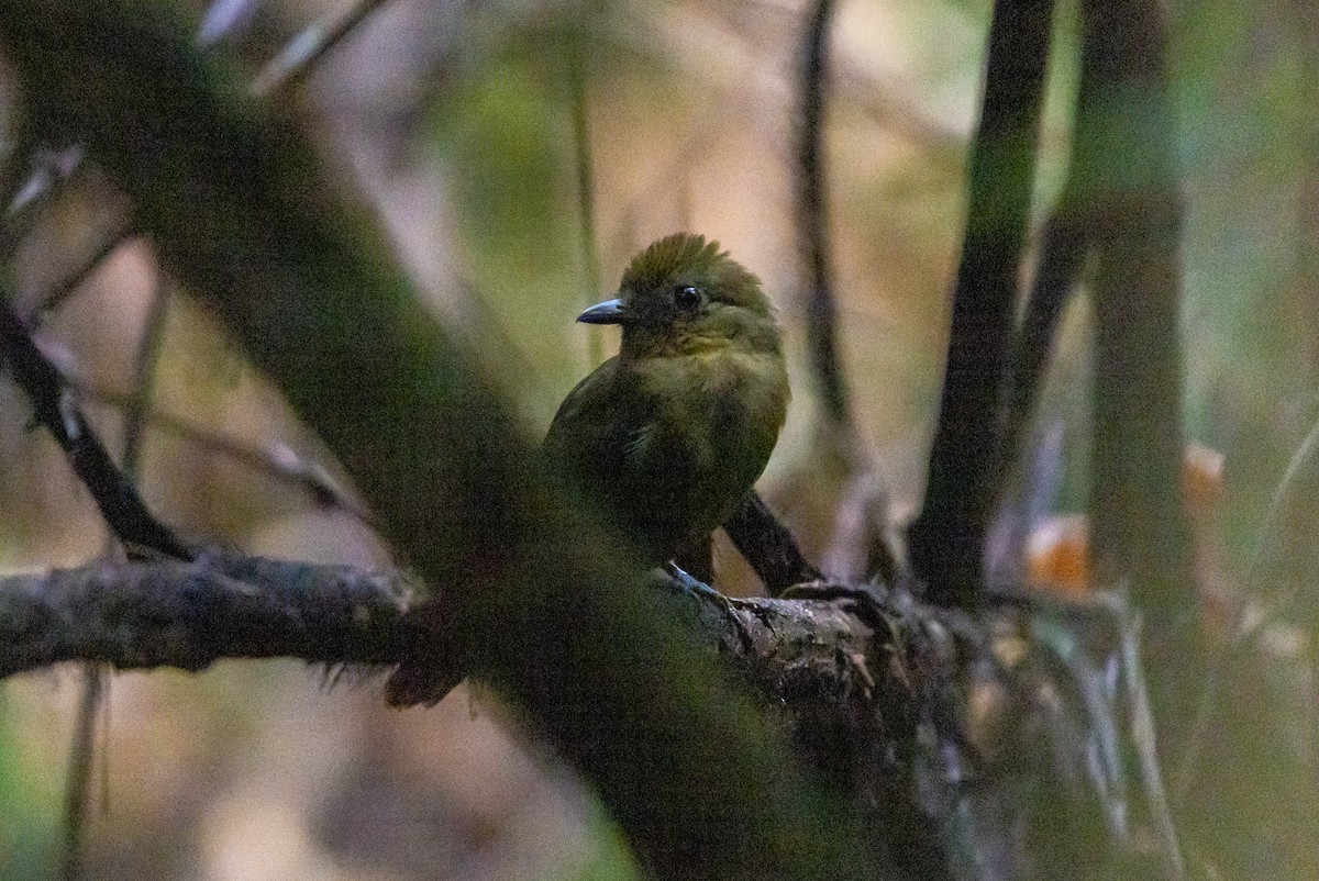 Northern Schiffornis - ML638033360