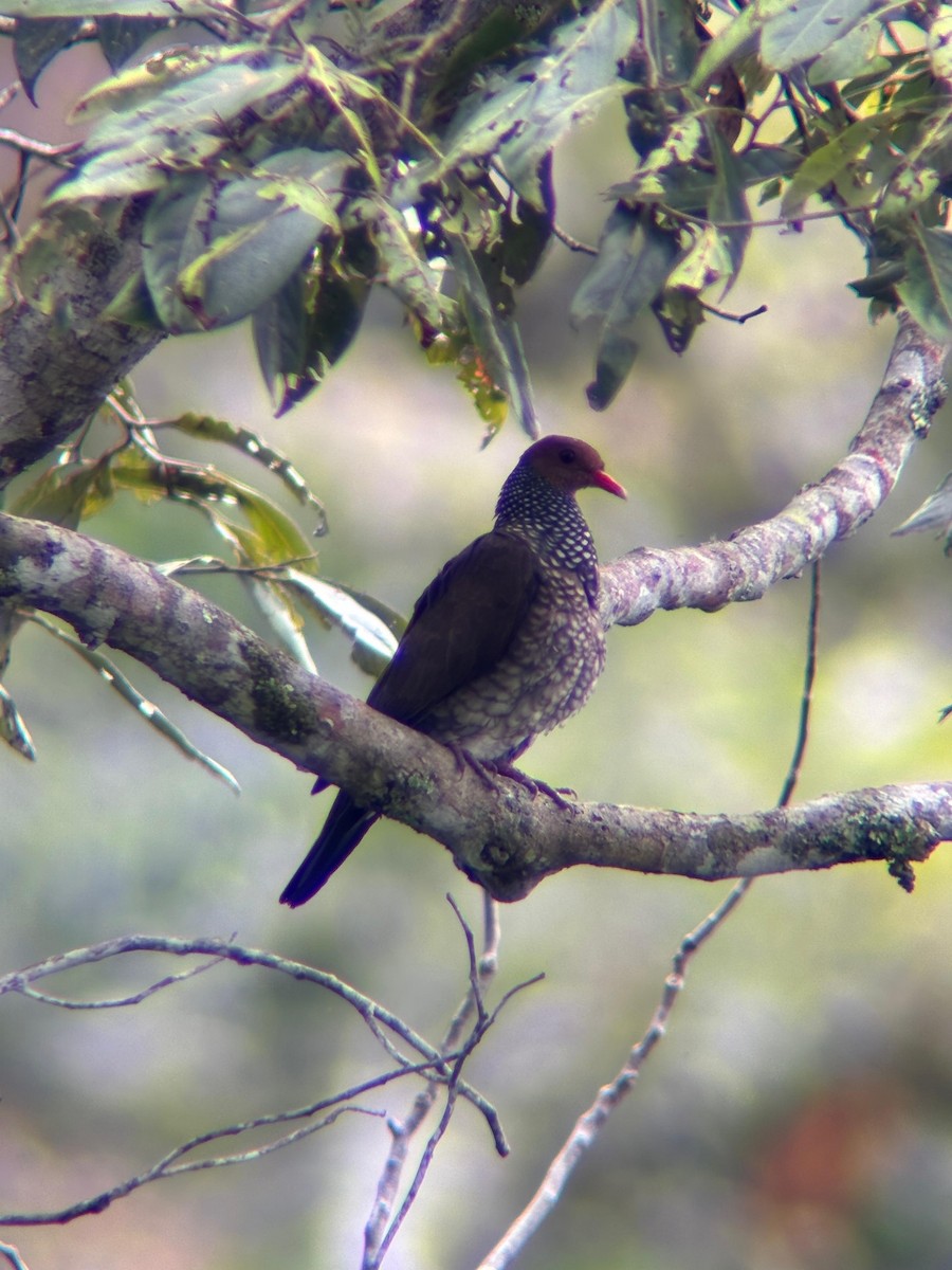Scaled Pigeon - ML638033370