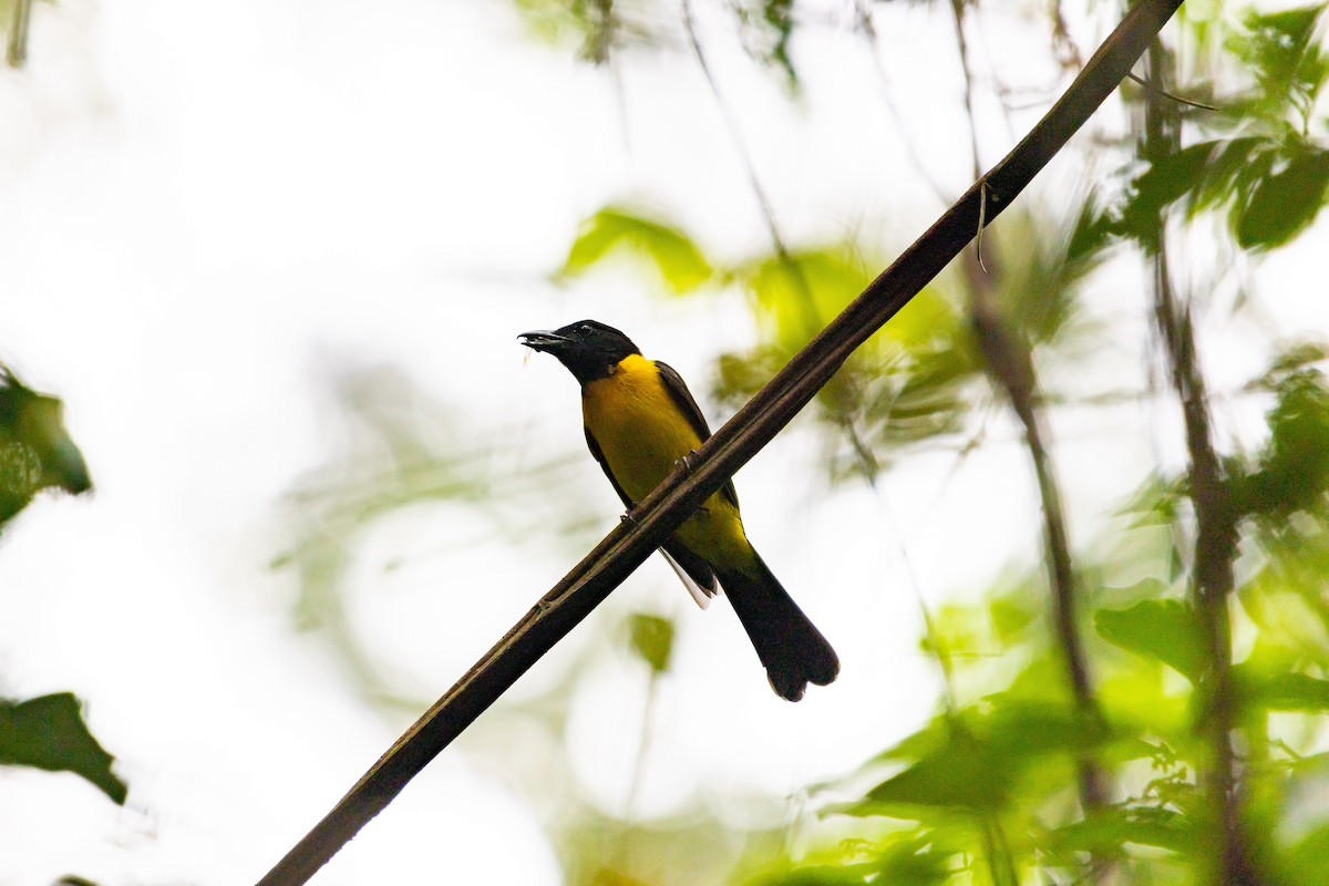 Black-throated Shrike-Tanager - ML638033396
