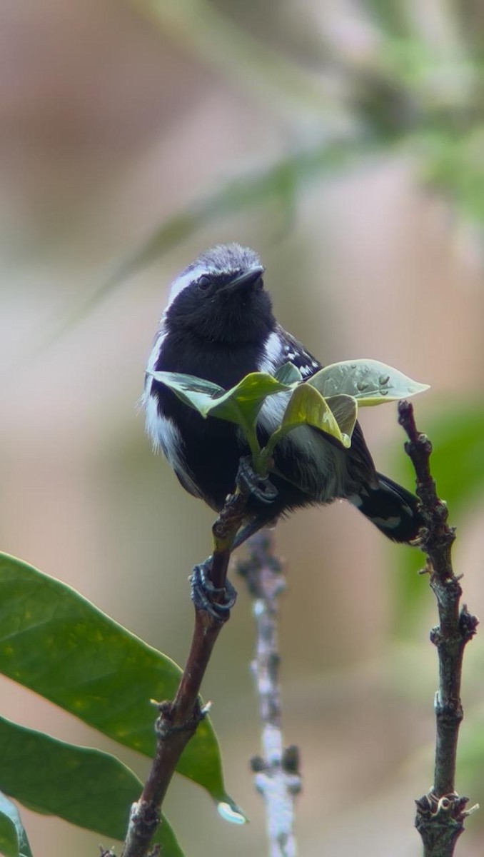 Northern White-fringed Antwren - ML638033397