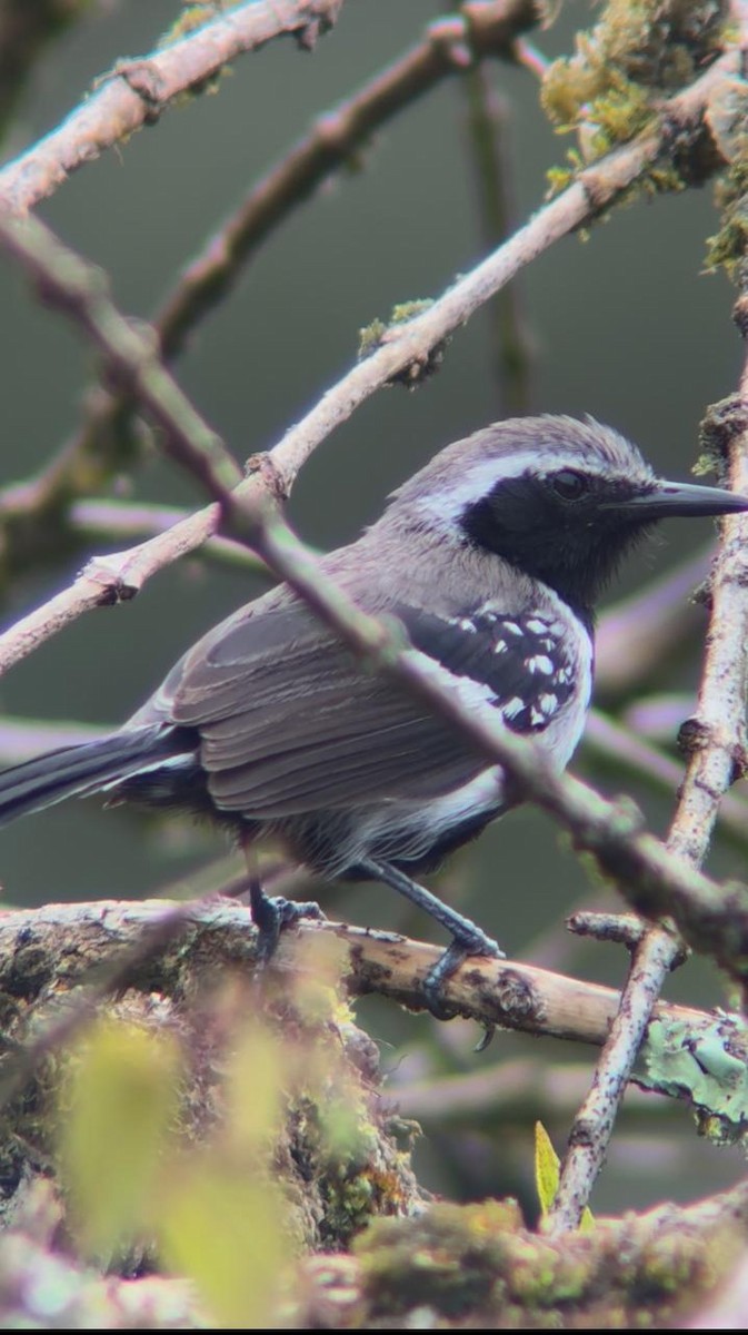 Northern White-fringed Antwren - ML638033398