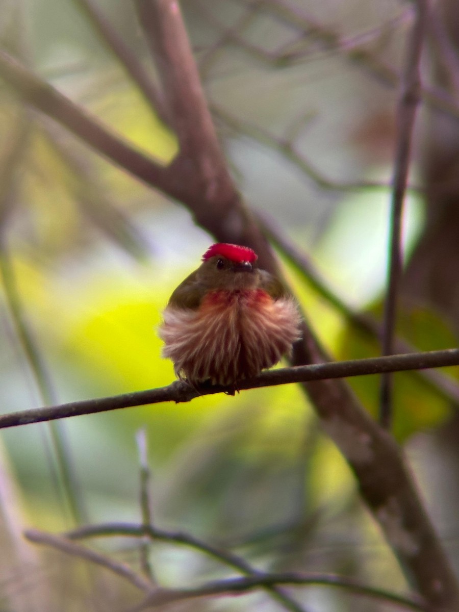 Striolated Manakin - ML638033407