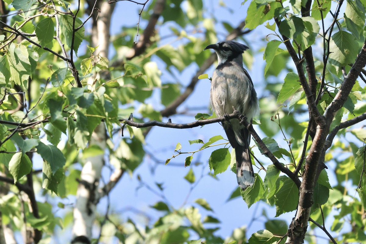 Blue Jay - ML638033412