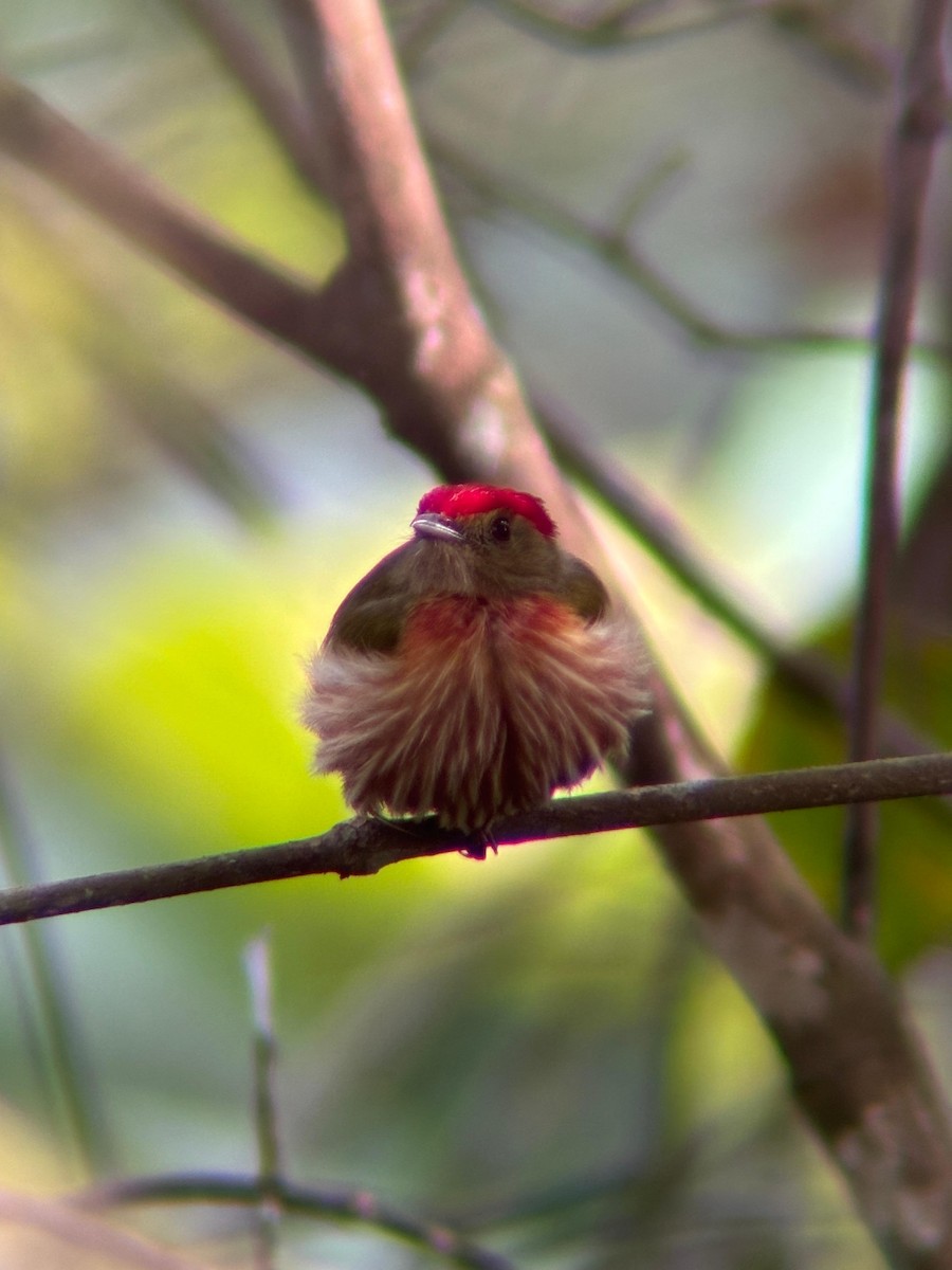 Striolated Manakin - ML638033413