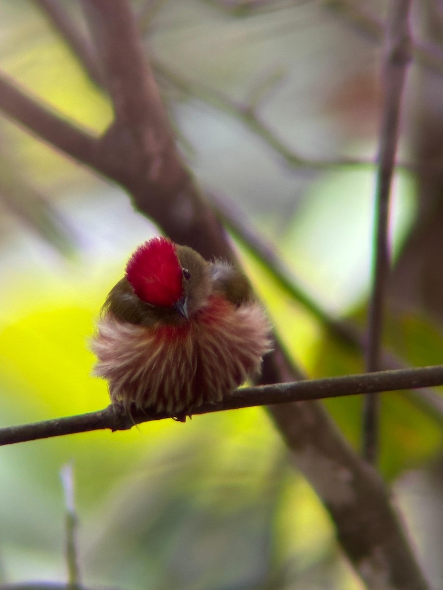 Striolated Manakin - ML638033417