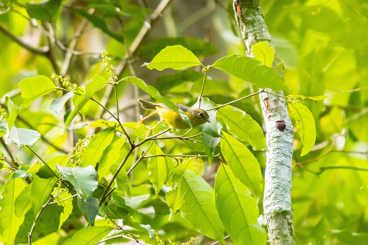 Golden-crowned Warbler - ML638033419