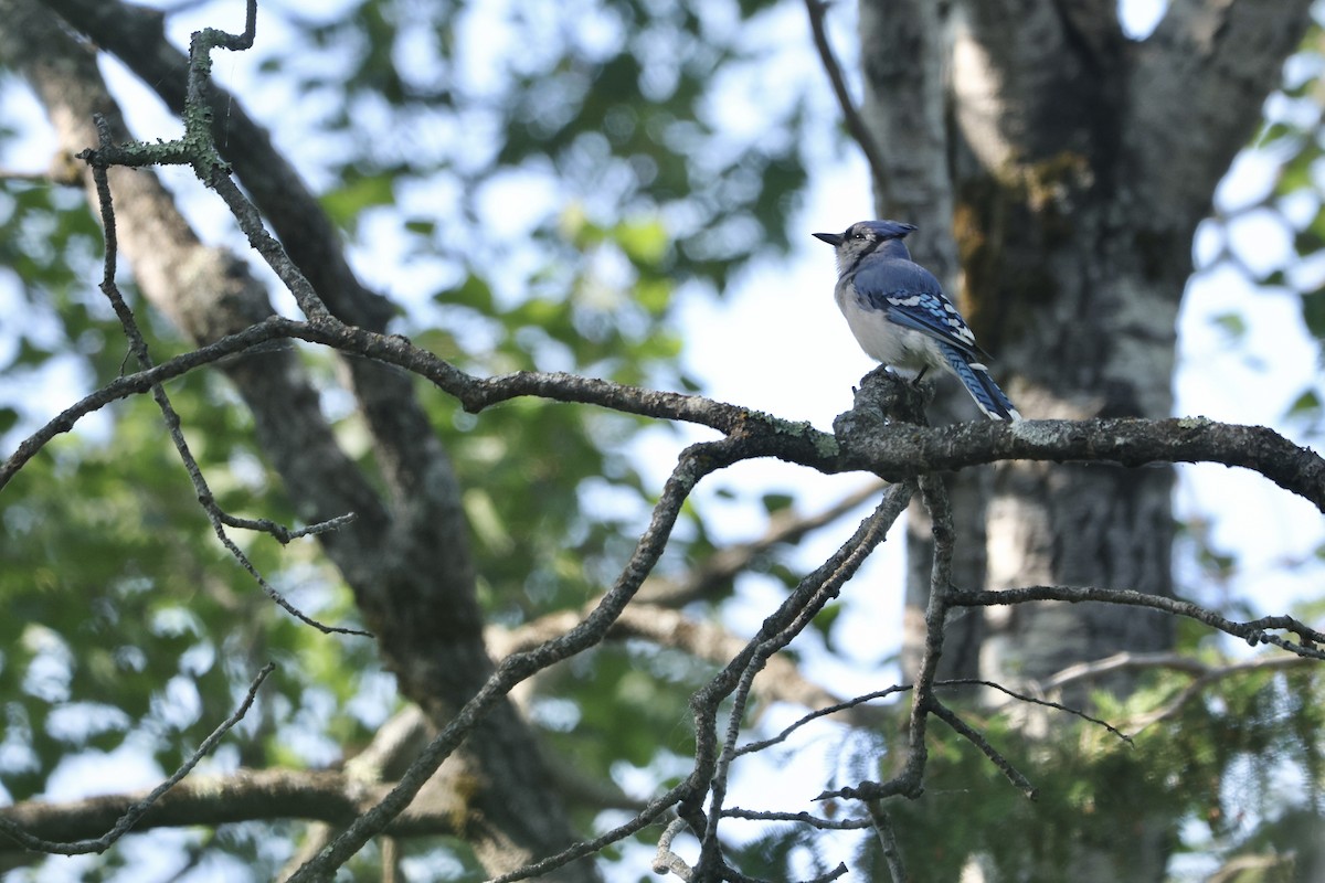 Blue Jay - ML638033436