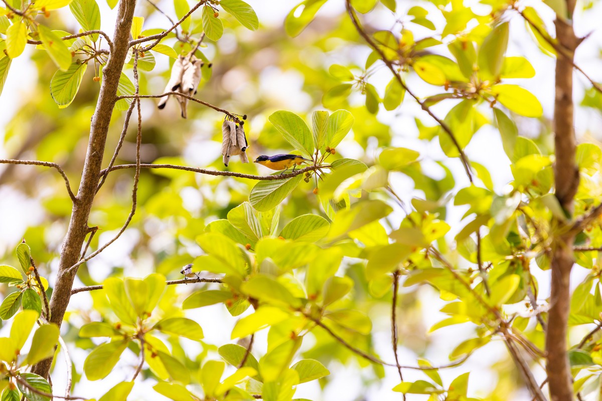 Yellow-throated Euphonia - ML638033449