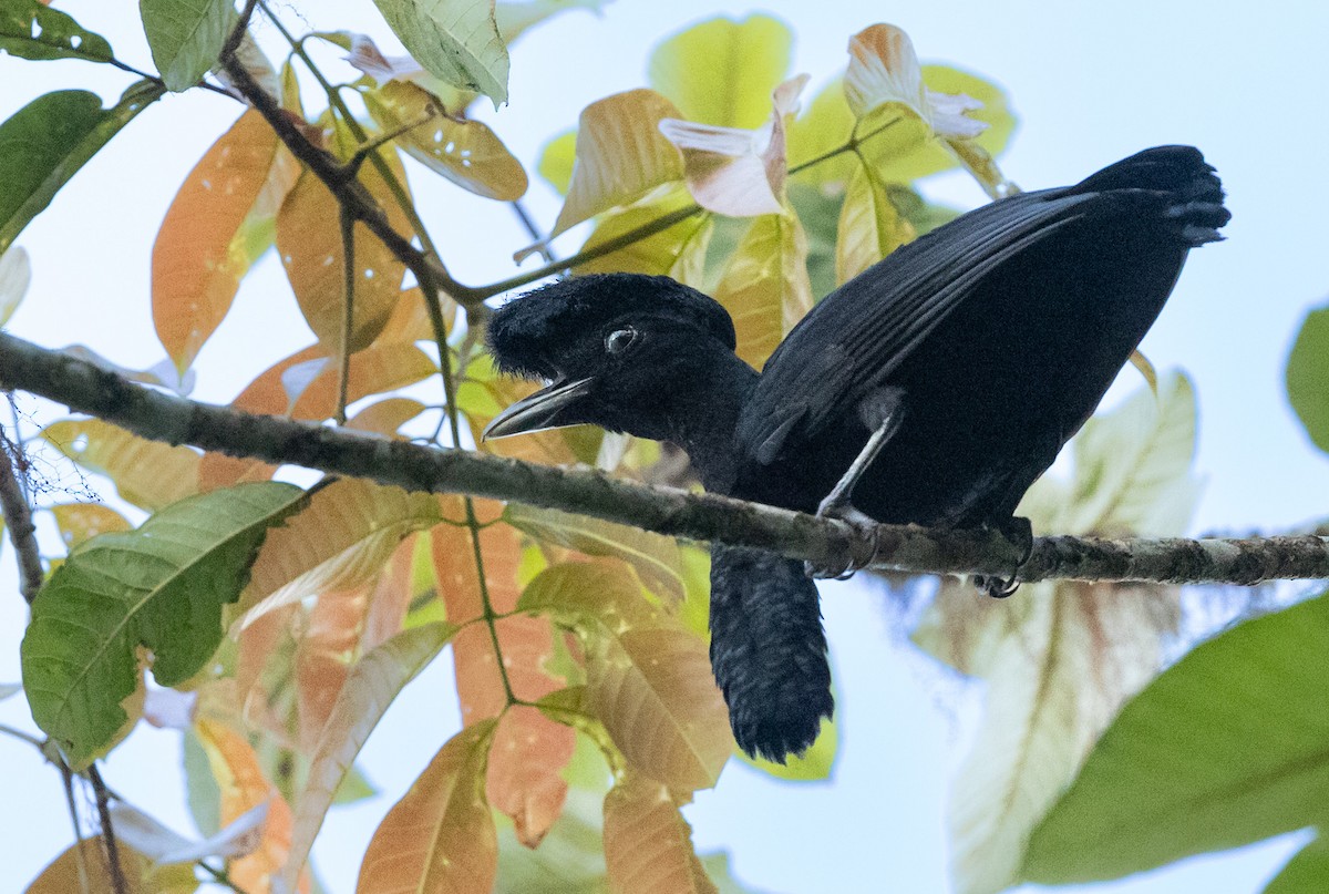 Long-wattled Umbrellabird - ML638033457