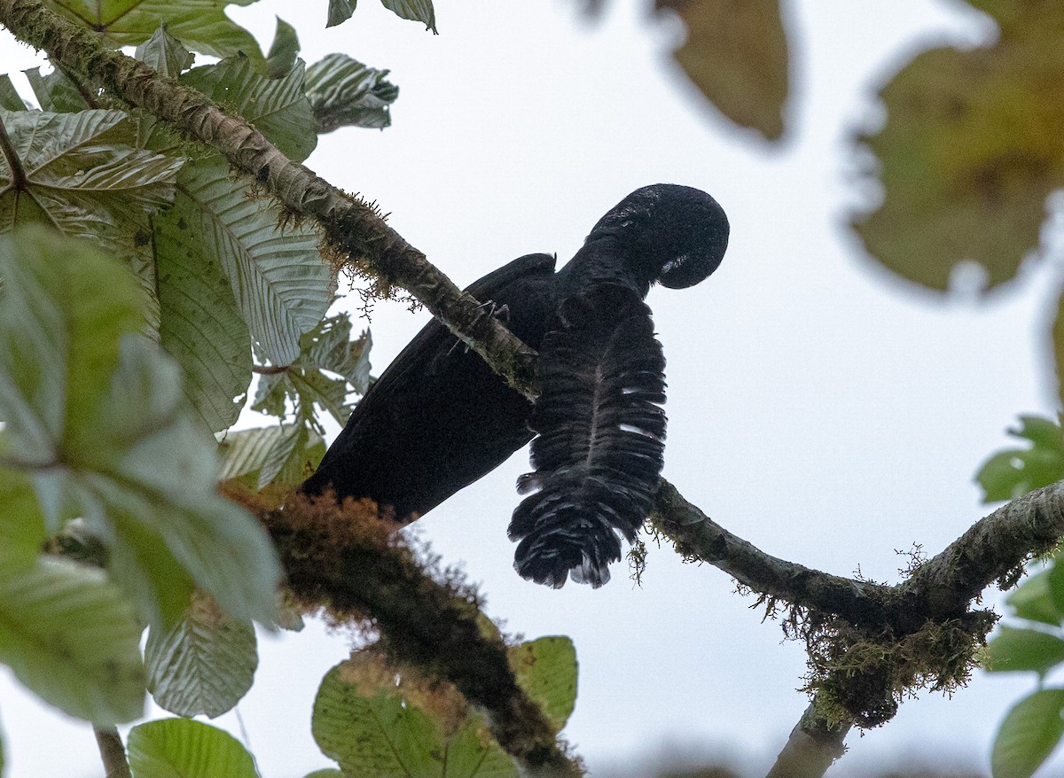 Long-wattled Umbrellabird - ML638033458