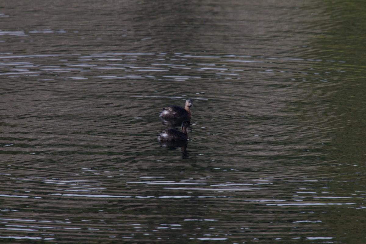 New Zealand Grebe - ML638033460