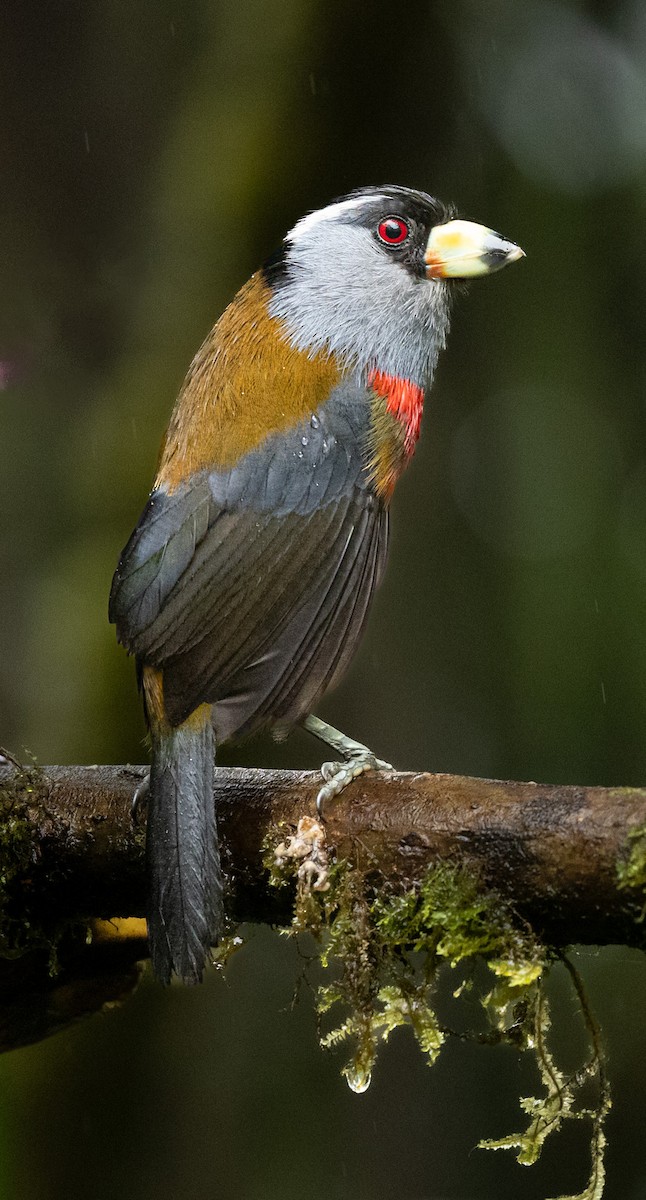 Toucan Barbet - ML638033481