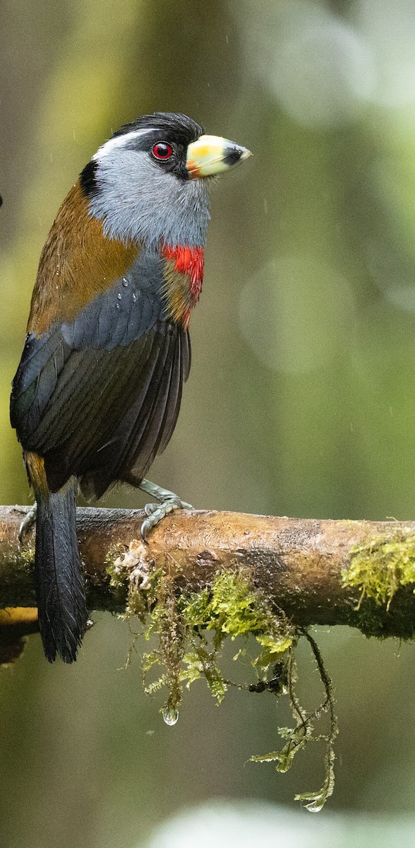 Toucan Barbet - ML638033482