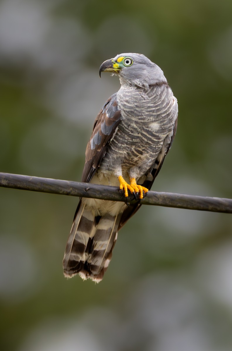 Hook-billed Kite - ML638033512