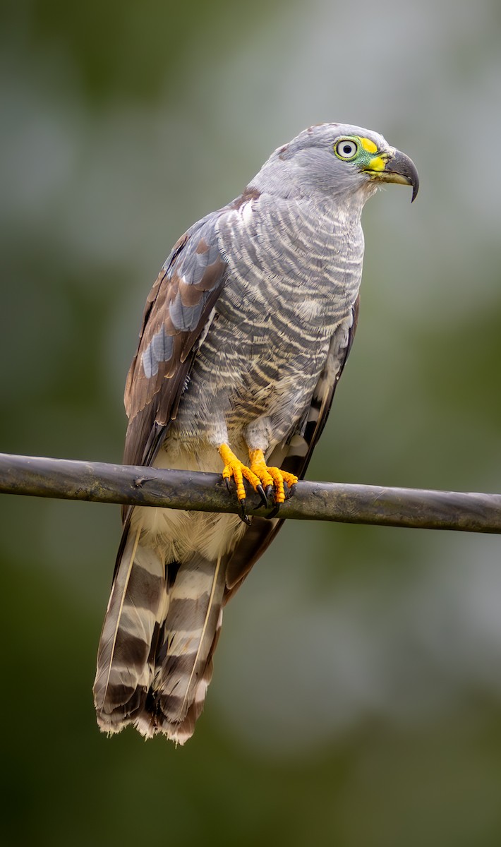 Hook-billed Kite - ML638033515