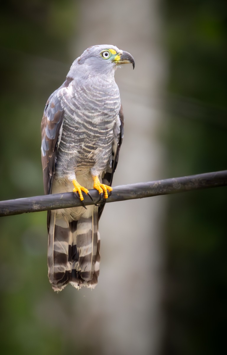 Hook-billed Kite - ML638033518