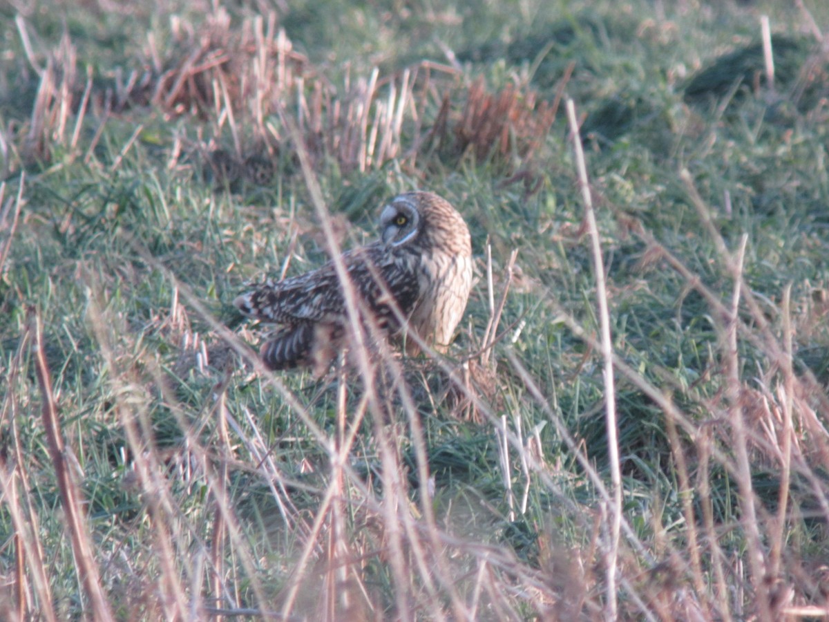 Short-eared Owl (Northern) - ML638033520