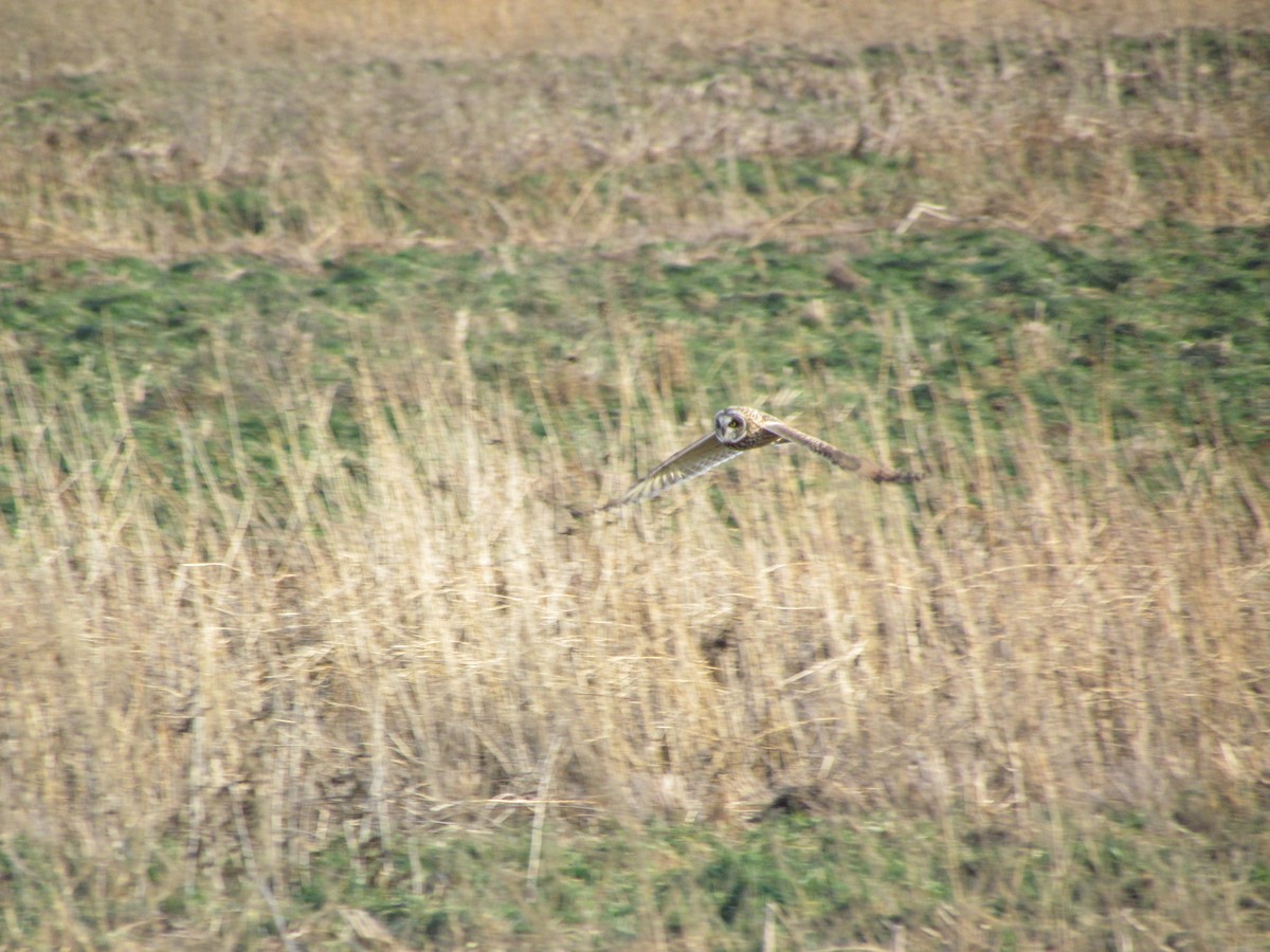 Short-eared Owl (Northern) - ML638033523