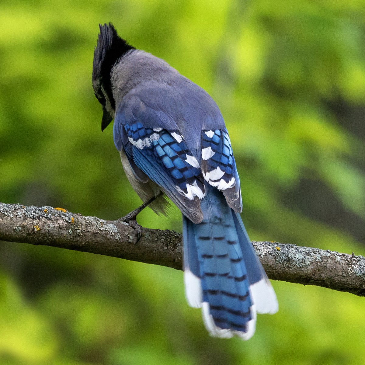 Blue Jay - ML638033524