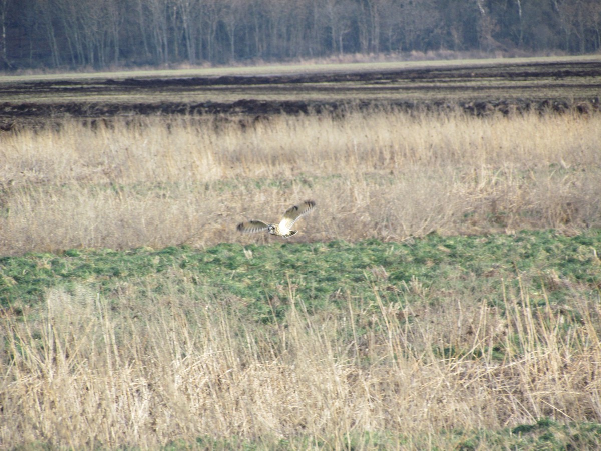 Short-eared Owl (Northern) - ML638033526