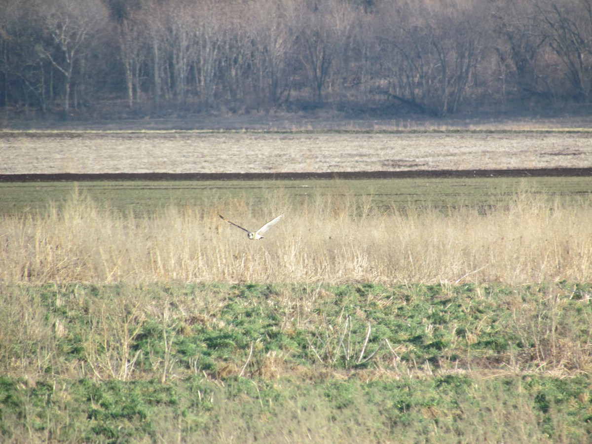 Short-eared Owl (Northern) - ML638033527