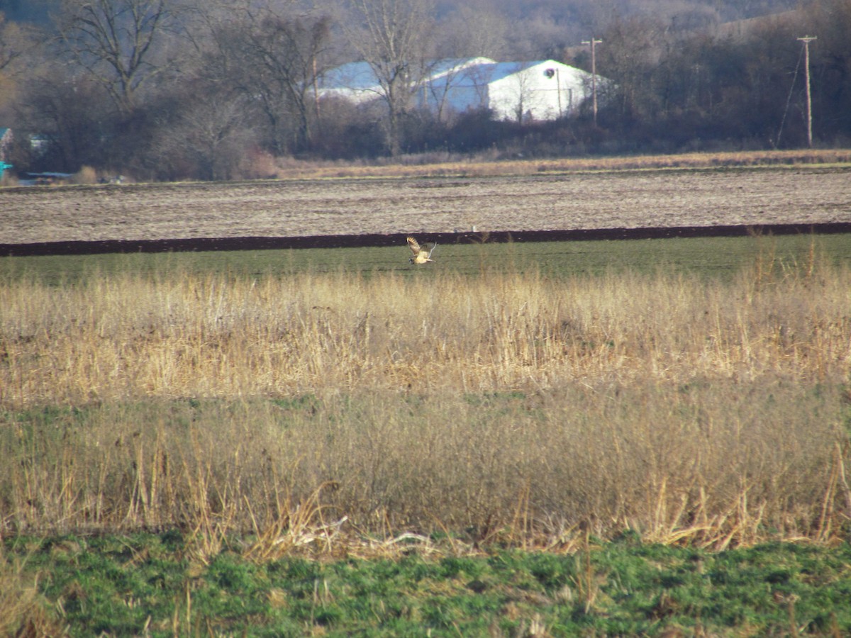 Short-eared Owl (Northern) - ML638033528