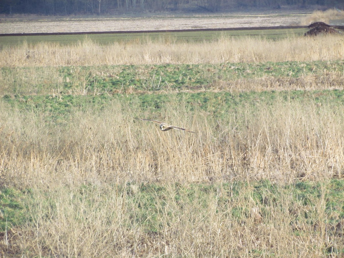 Short-eared Owl (Northern) - ML638033529