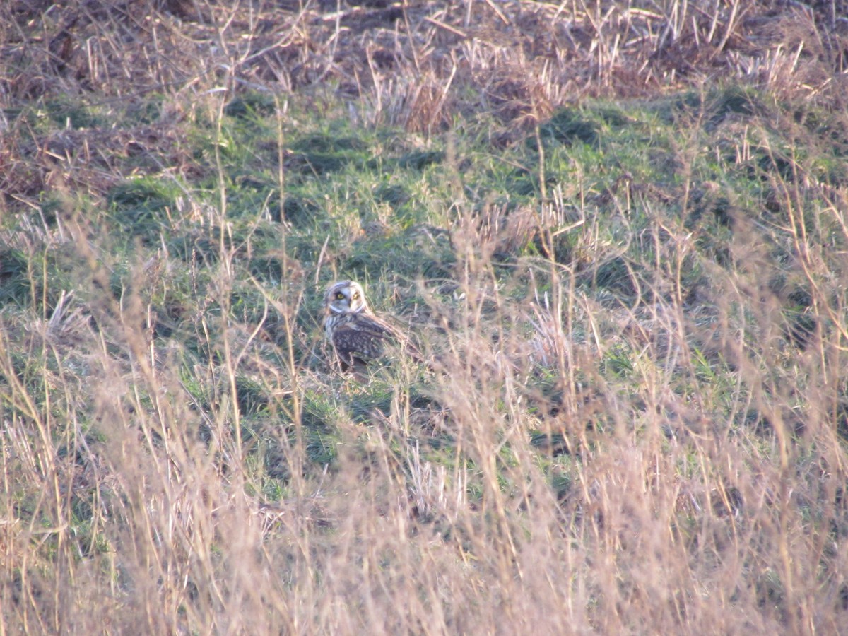 Short-eared Owl (Northern) - ML638033530