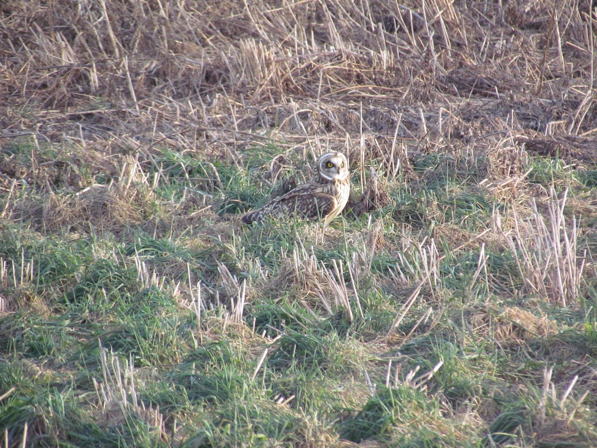 Short-eared Owl (Northern) - ML638033531